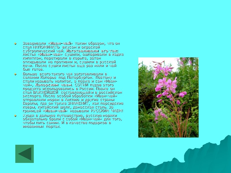 Заваривали «Иван-чай» таким образом, что он стал НАПОМИНАТЬ вкусом и окраской субтропический чай. Изготавливали